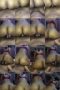 hosjd0x44jt4_xt