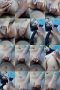b2lv8vw2fump_xt